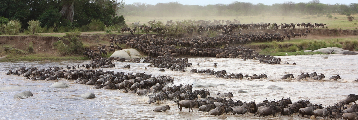 Masaai Mara crossing